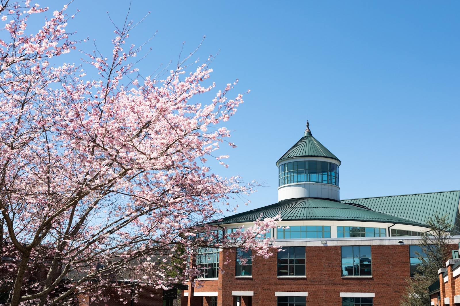 Belk Library in spring